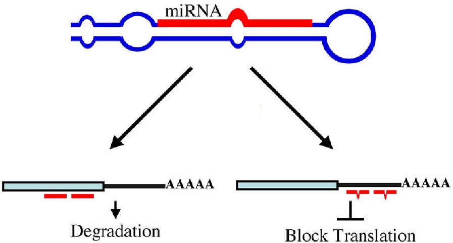 miRNA paired