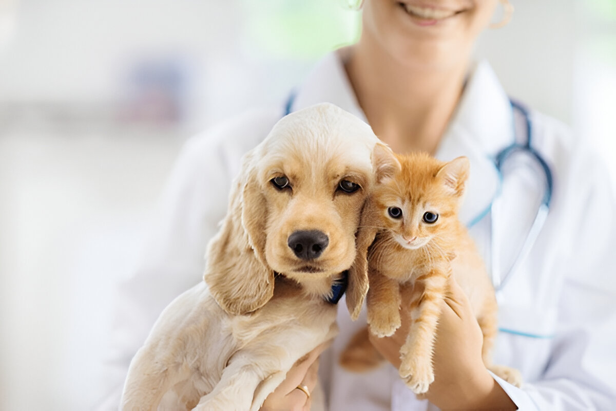 veterinary dog and cat